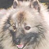 Chepe-keeshond