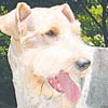 Lucas-y-emilio-fox-terrier