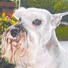 Lupe-y-milu-schnauzer