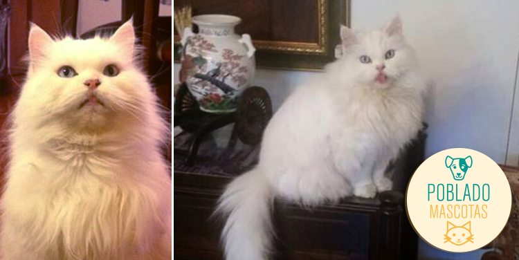 mascotas gato