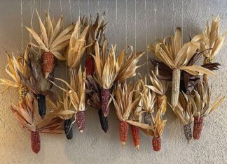 La bendición de los dioses El maíz, grano dorado que legaron las divinidades a los seres humanos