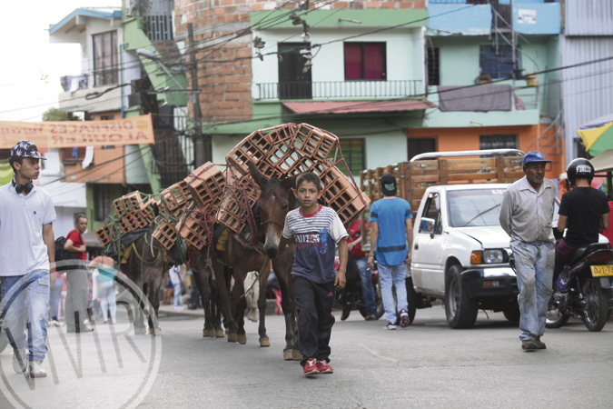 A Uriel Hernández todavía le quedan nueve mulas, de la flota que cargó los materiales para construir casi todos esos barrios. Fotografía tomada por Róbinson Henao