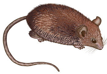 Ratón mexicano (Reithrodontomys mexicanus) Ilustración Catalina Villegas >
