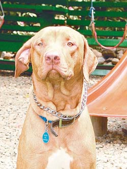 Cachorros bobtail venta pastor ingles ovejero, Bogotá Capital