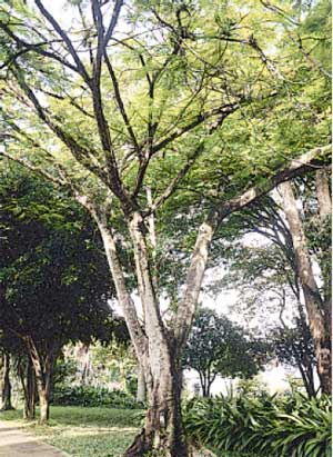 La Ceiba Rosada