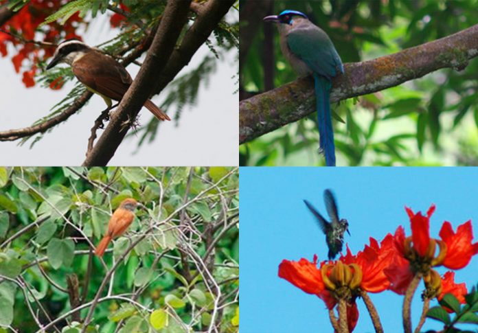 especies de aves Medellín especies de aves Medellín