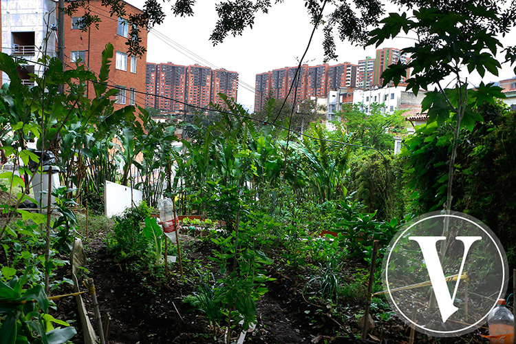 Huerteros se abren lugar en jardines y balcones