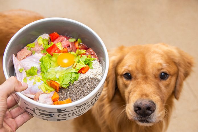 Alimentación natural para perros y gatos - Mascotas