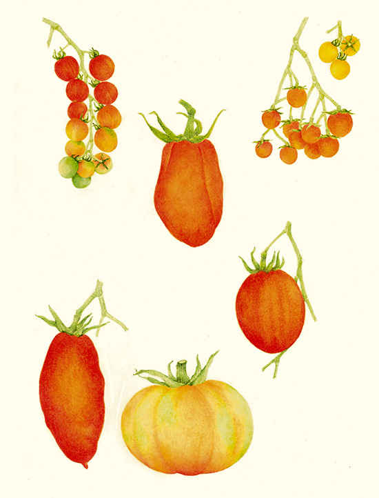 Variedades de tomates Rojos: Originarios de Suramérica, a la hora de comprar hay que escogerlos maduros, de piel lisa y sin manchas.