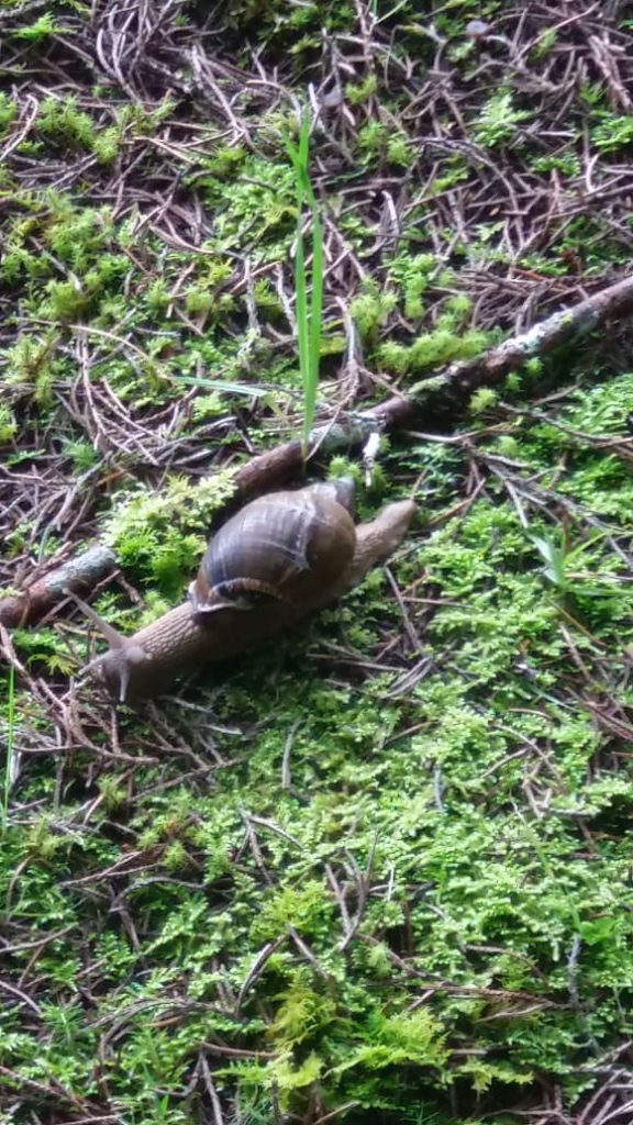 Caracol africano en El poblado