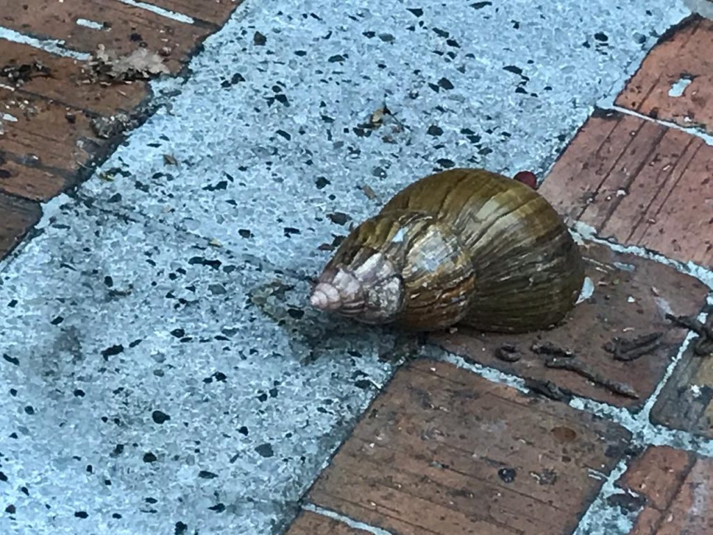Caracol Africano