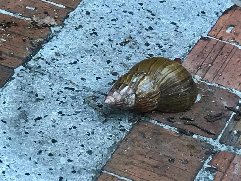 Caracol Africano