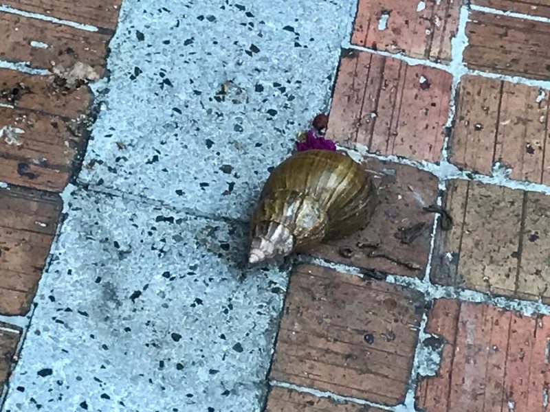 Caracol Africano