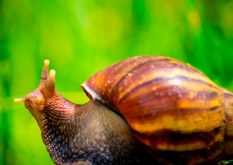 Caracol africano en El Poblado ya fue visto en Castropol
