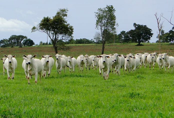 Al reducir el consumo de carne le estará haciendo un favor al planeta