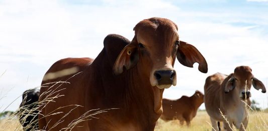 El impacto de la producción de carne en el planeta en el Medio Ambiente