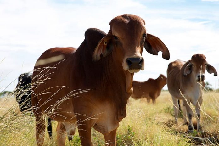 El impacto de la producción de carne en el planeta en el Medio Ambiente