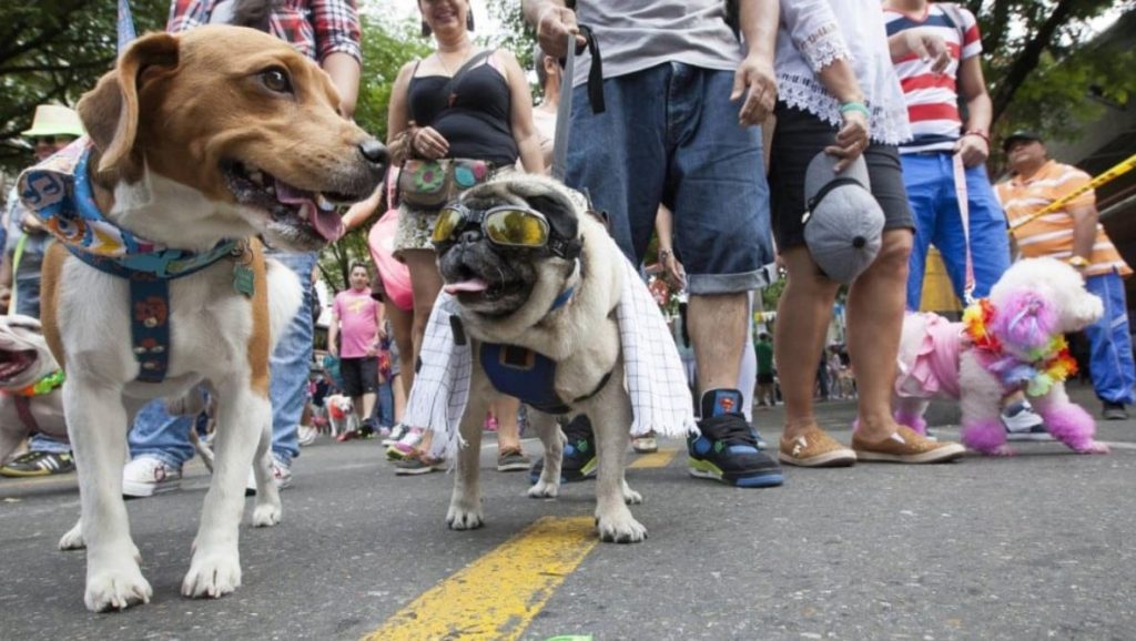 Caminata canina