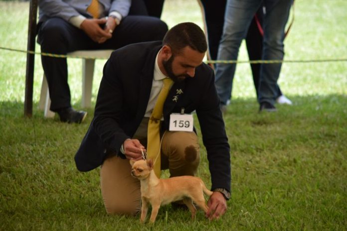 circuito-canino Sexto Circuito Internacional de Antioquia