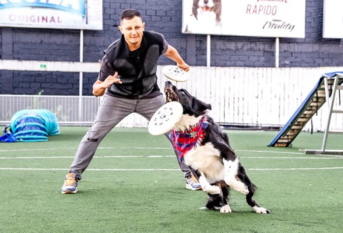 Disc dog en Colombia: Lincoln un border collie es el rey Disc dog en Colombia: Lincoln un border collie es el rey