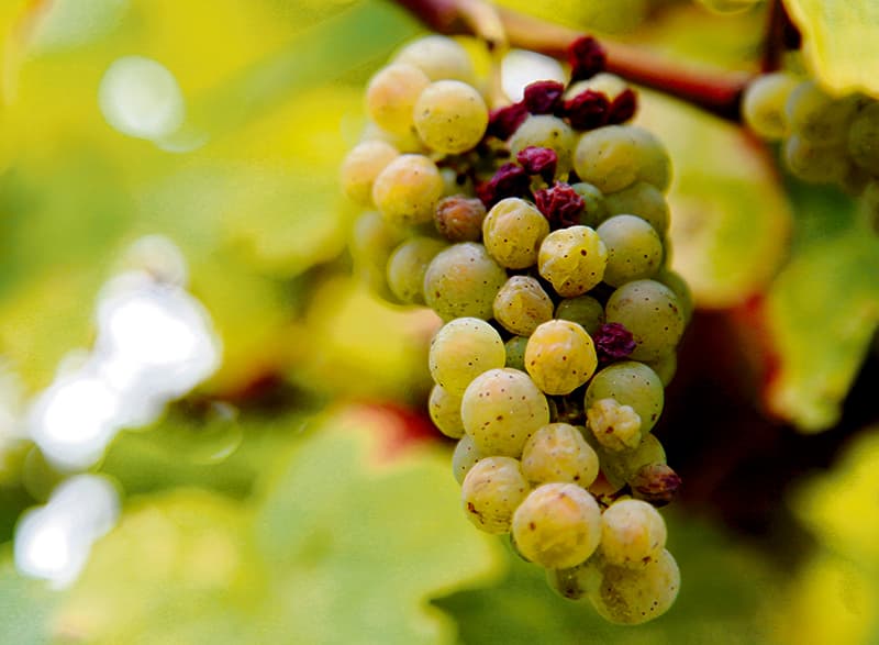 Los vinos dulces concentran los sabores de la uva que se recoge meses después de la primera vendimia. Protagonistas en Expovinos.