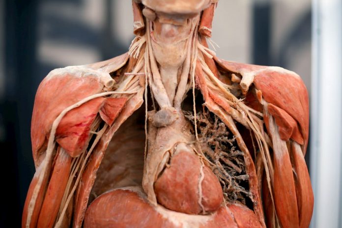 bodies 4143