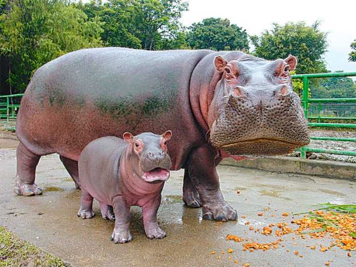 Zoológico Santa Fe #tbt gigante