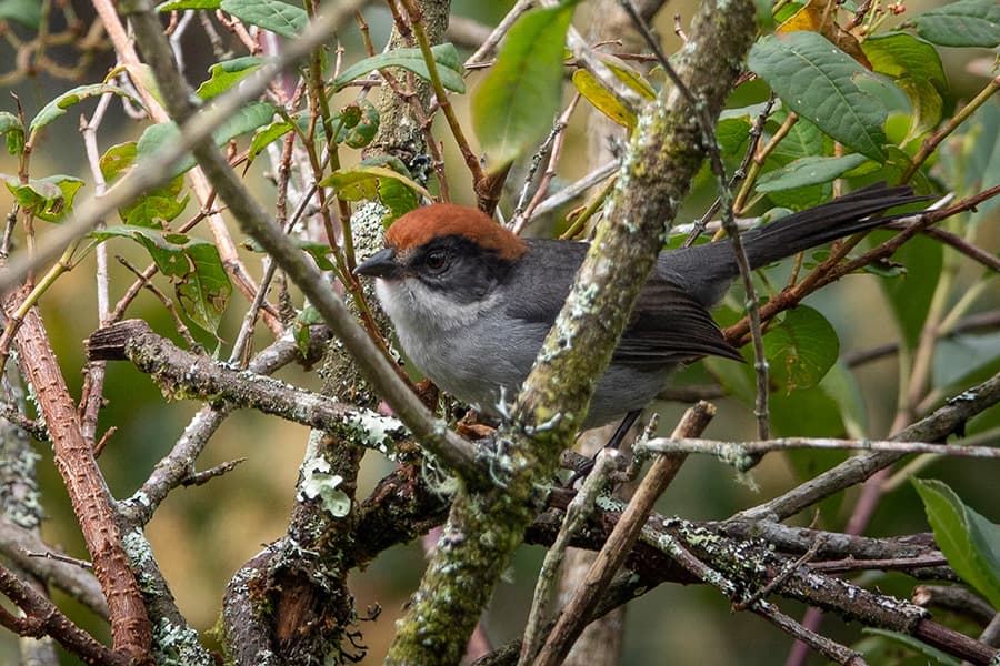 Envigado se une a la jornada de avistamiento de aves Global Big Day