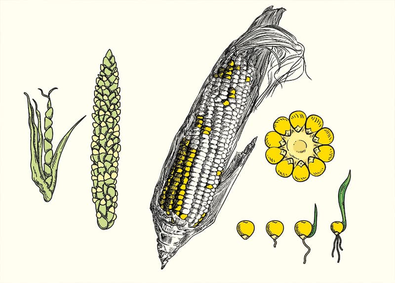 Cuál es la historia de maíz? - Vivir en El Poblado