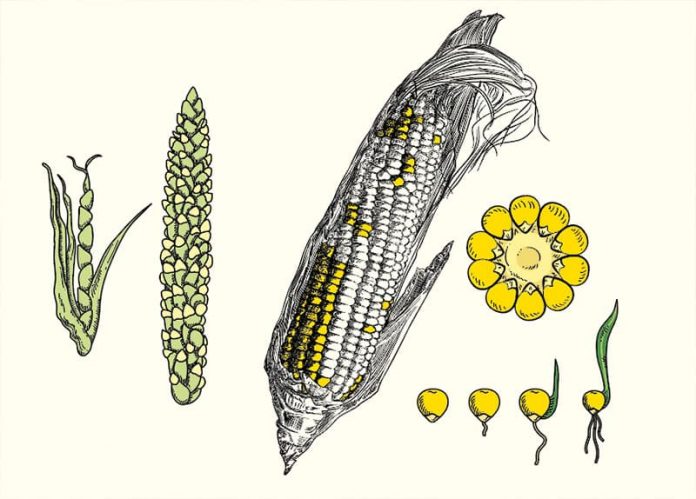 ¿Cuál es la historia de maíz?