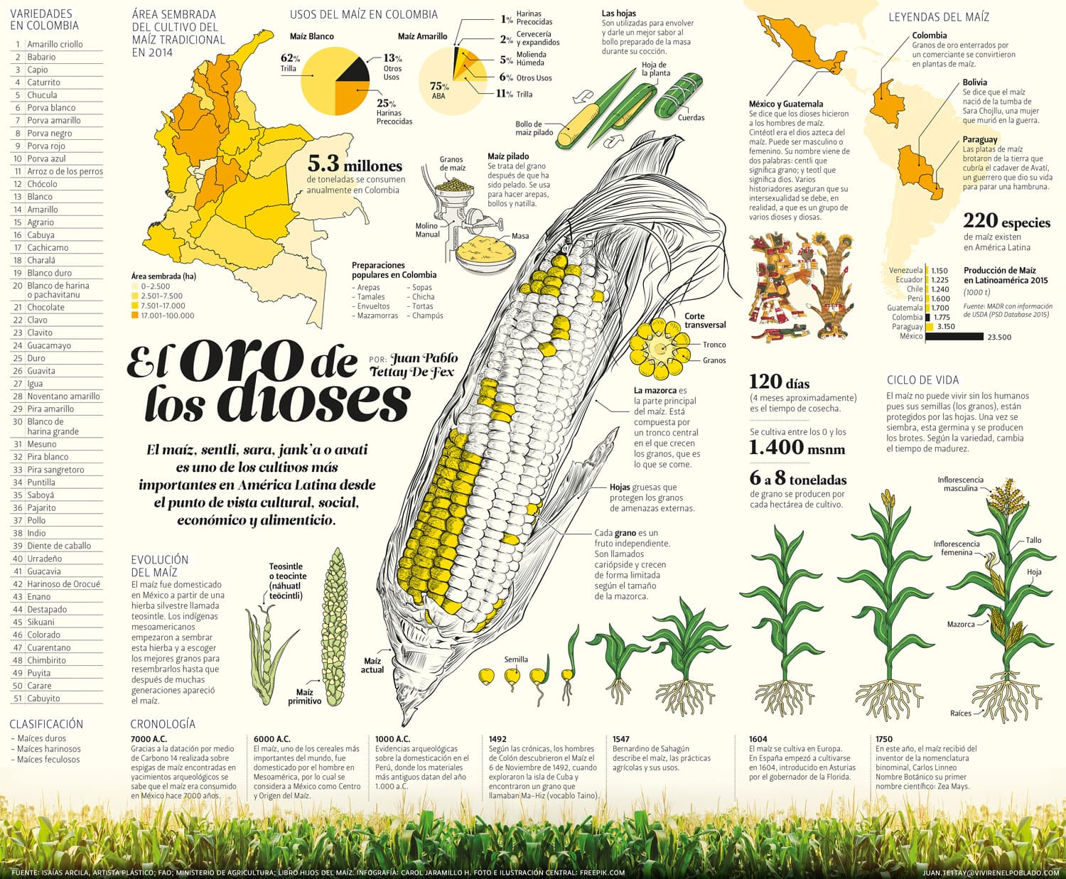 ¿Cuál es la historia de maíz? Infografía Maiz