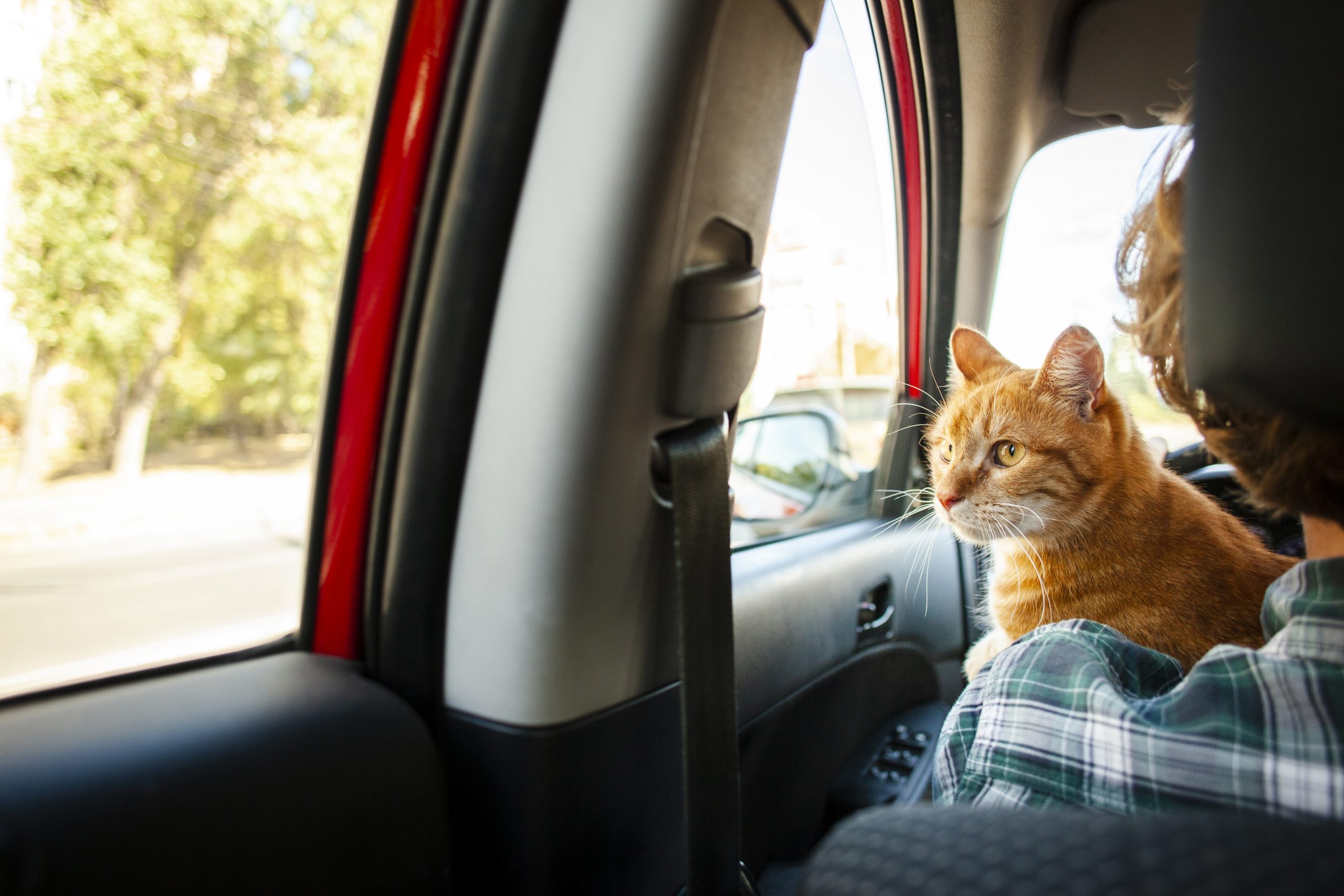 ¿Qué hacer con las mascotas si sale de viaje en vacaciones?