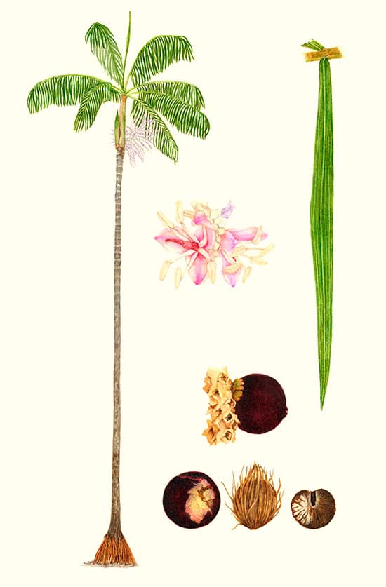 El açai es el fruto de una palmera llamada açaizeiros (Euterpe Oleracea)