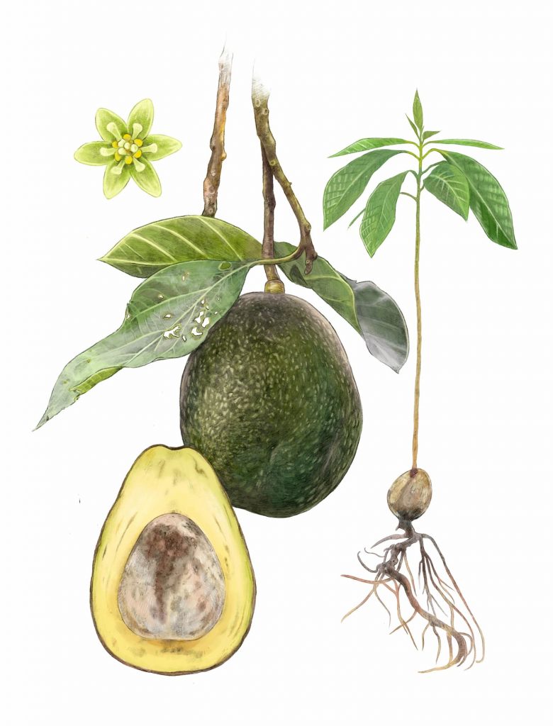 El aguacate