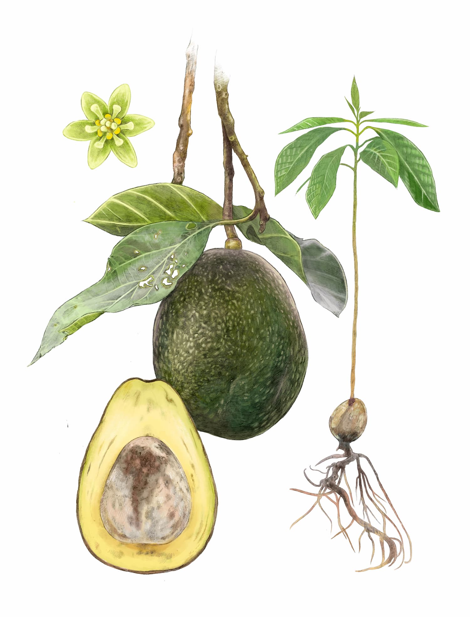El aguacate