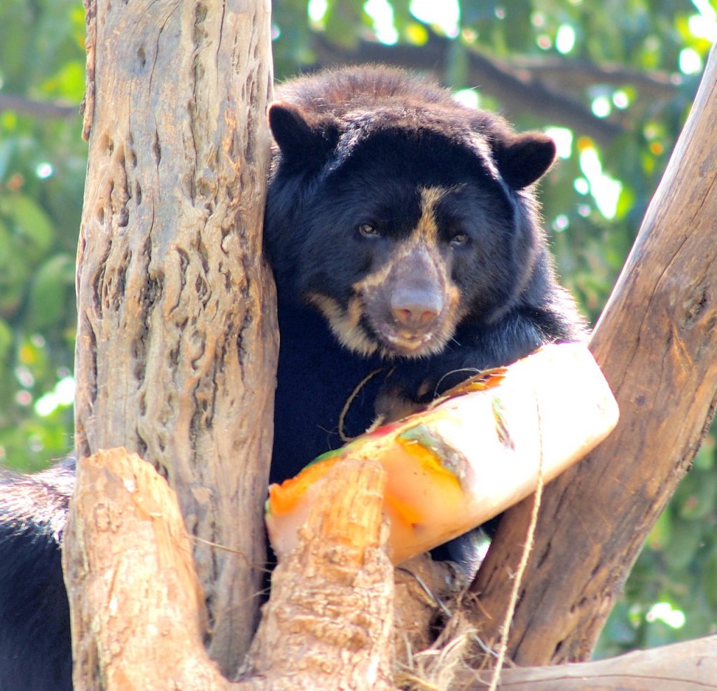 zoológico