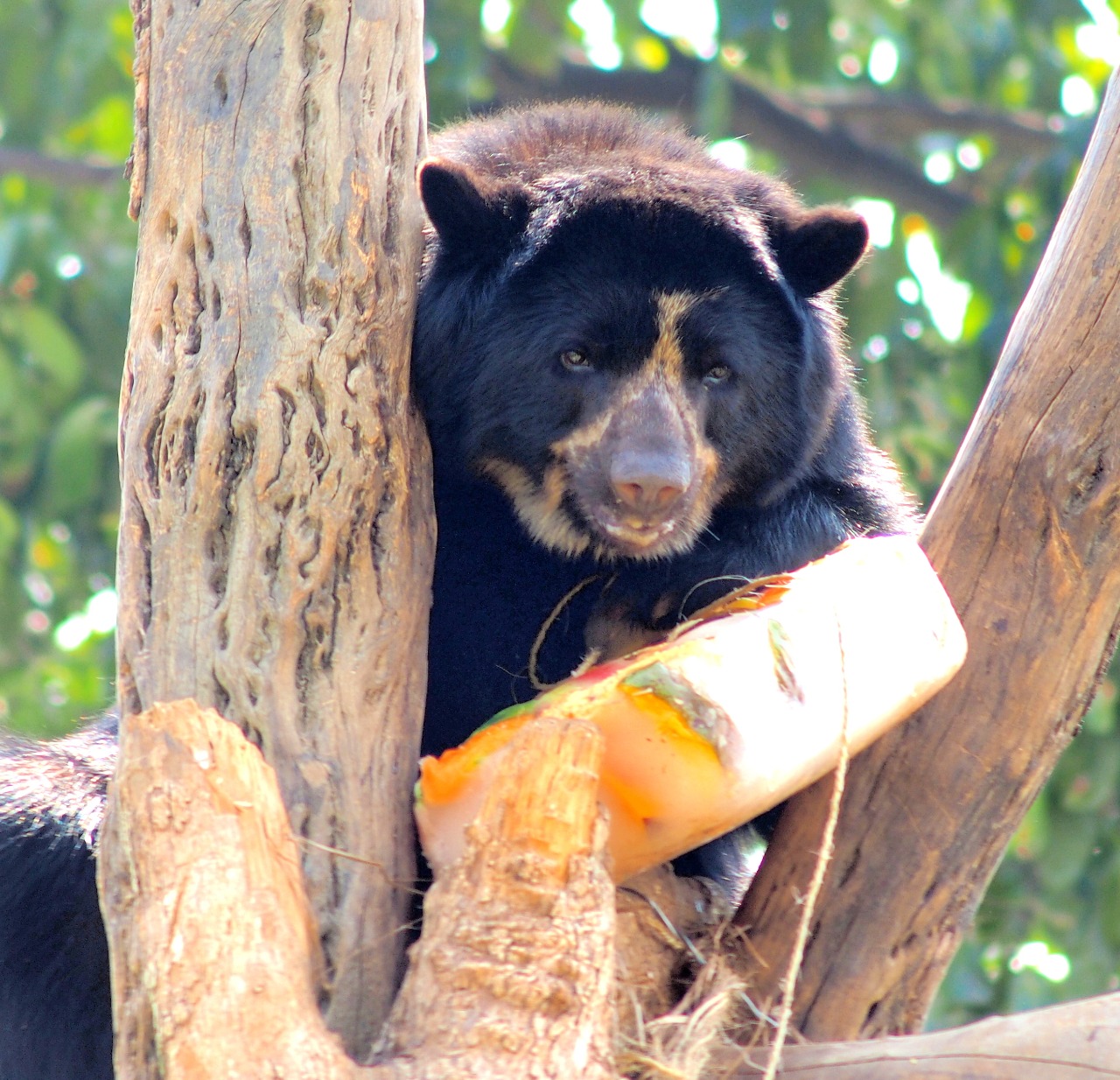 zoológico