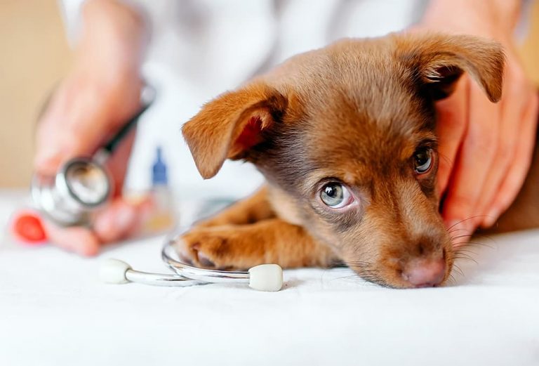A cuidar perros y gatos