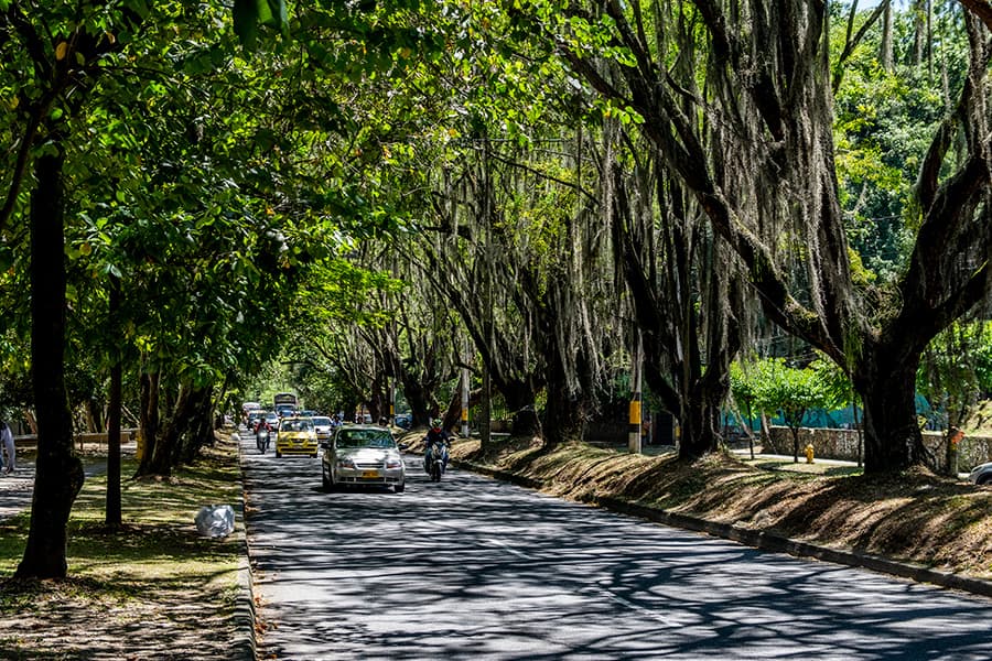 Túnel Verde: seguirá la tala
