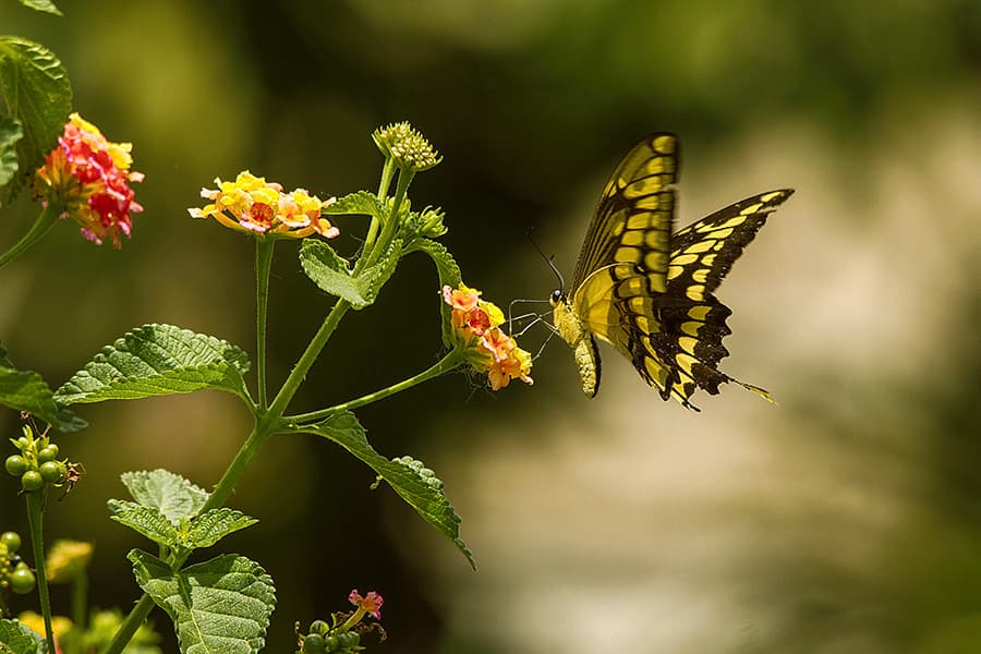 Al sembrar las plantas ideales, la llegada de las mariposas no da espera. Foto: cortesía Juan Esteban Arango.