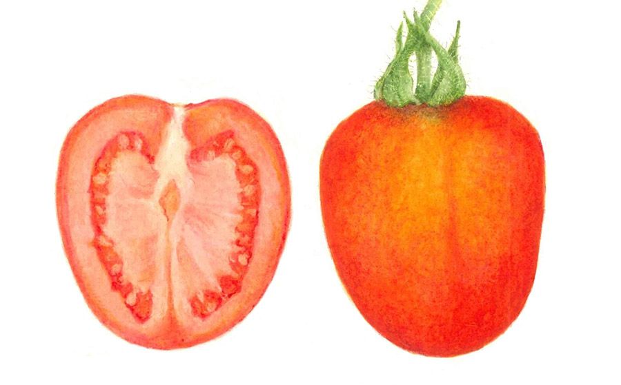 Tomate Chonto