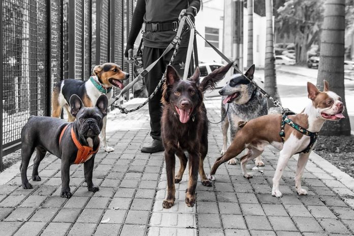 paseadores-de-perros