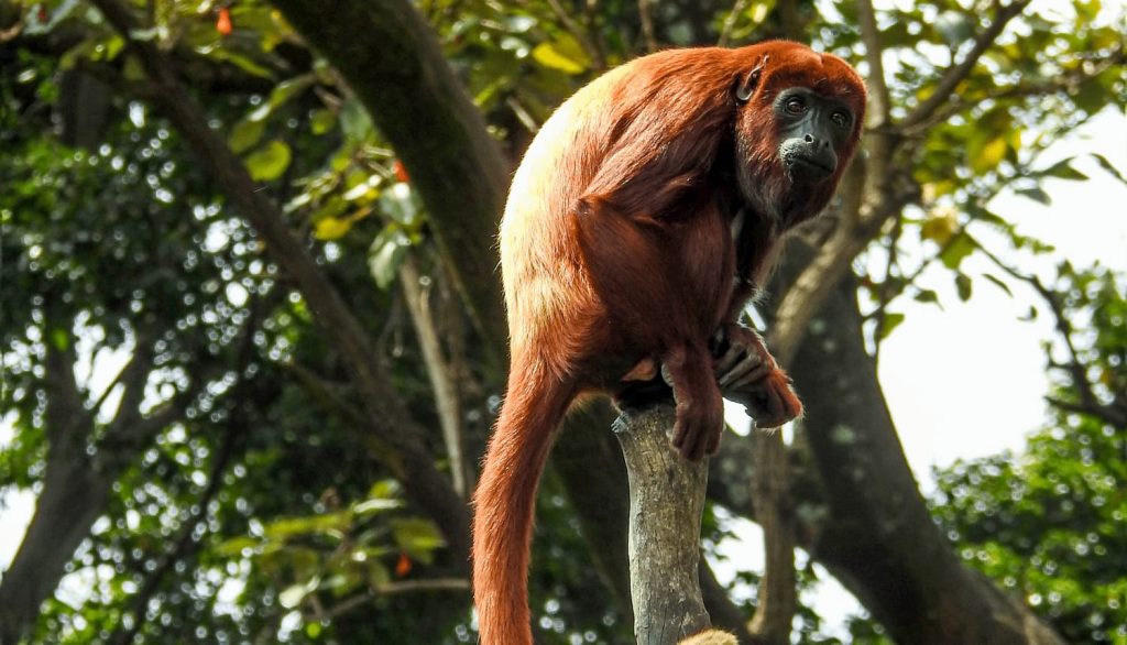 Donaciones para el Zoológico de Medellín