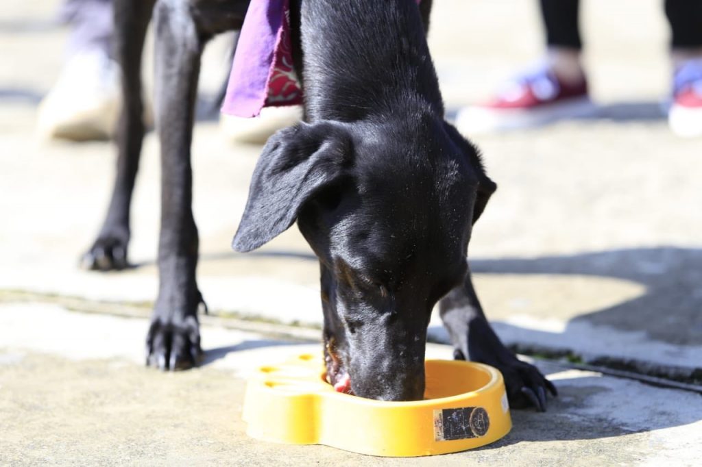Antioquia Solidaria animales1