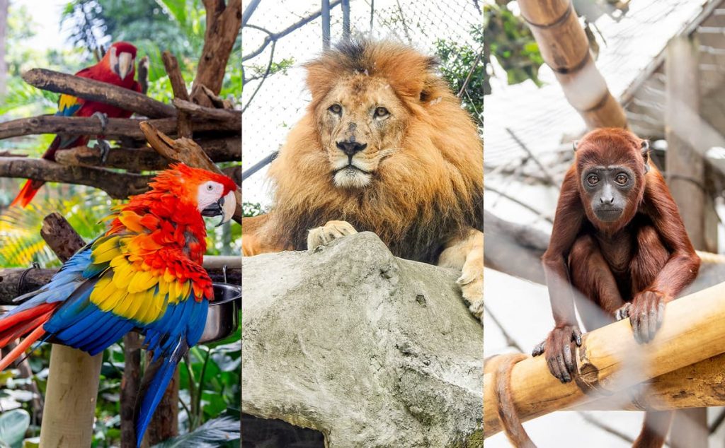 Zoológico Santafé alimento animales