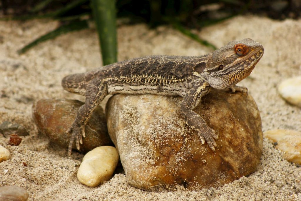 Sin el control adecuado, animales como el dragón barbudo pueden convertirse en invasores en nuestro entorno.