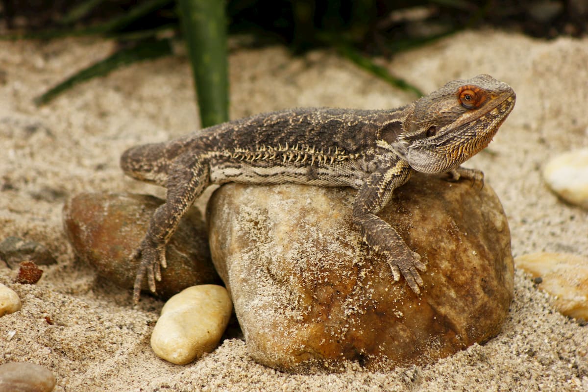 Sin el control adecuado, animales como el dragón barbudo pueden convertirse en invasores en nuestro entorno.