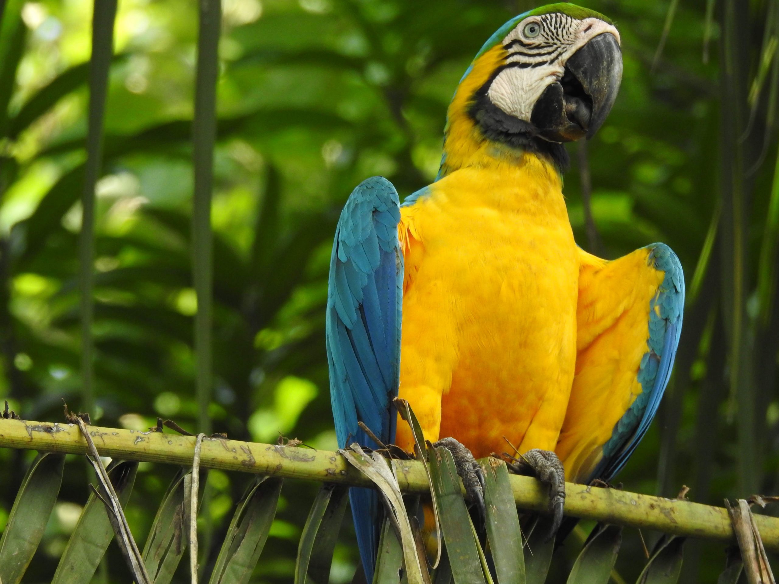 Guacamaya azul y amarilla