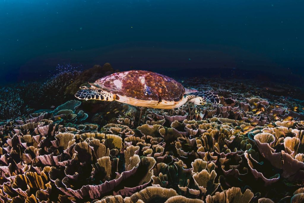 colombiodiversidad