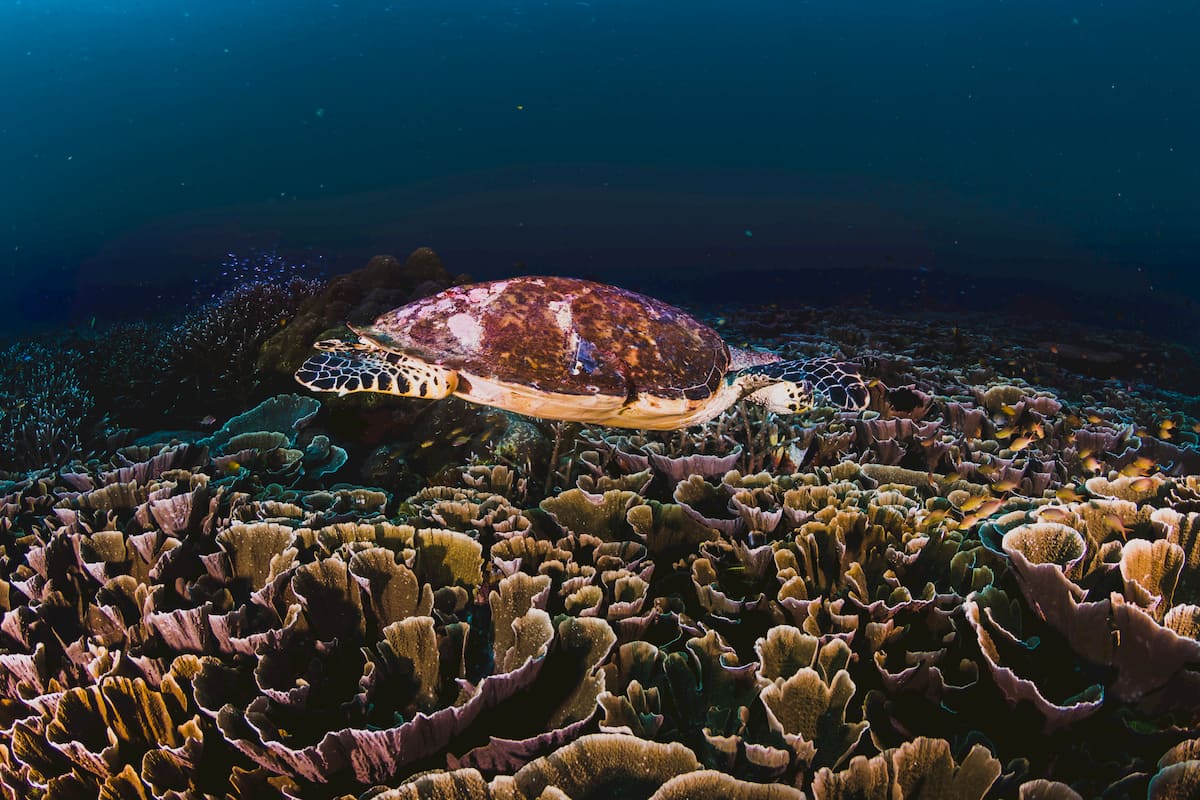 colombiodiversidad